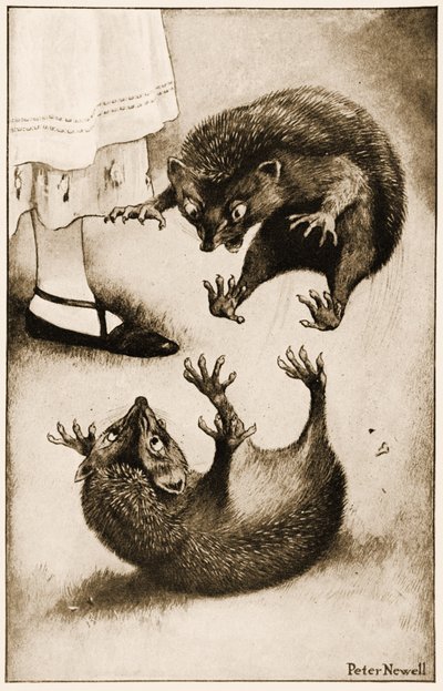 "Le hérisson était engagé dans un combat avec un autre hérisson", illustration pour Les Aventures d